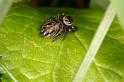 Evarcha_arcuata_D6045_Z_88_Les Gris_Frankrijk